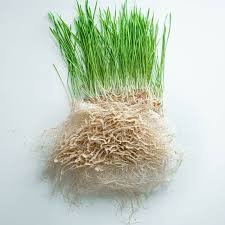 grass-roots